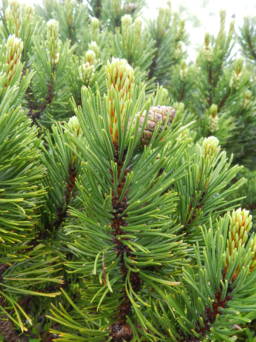 Red dots on pinus
